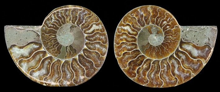 Polished Ammonite Pair - Agatized #68859